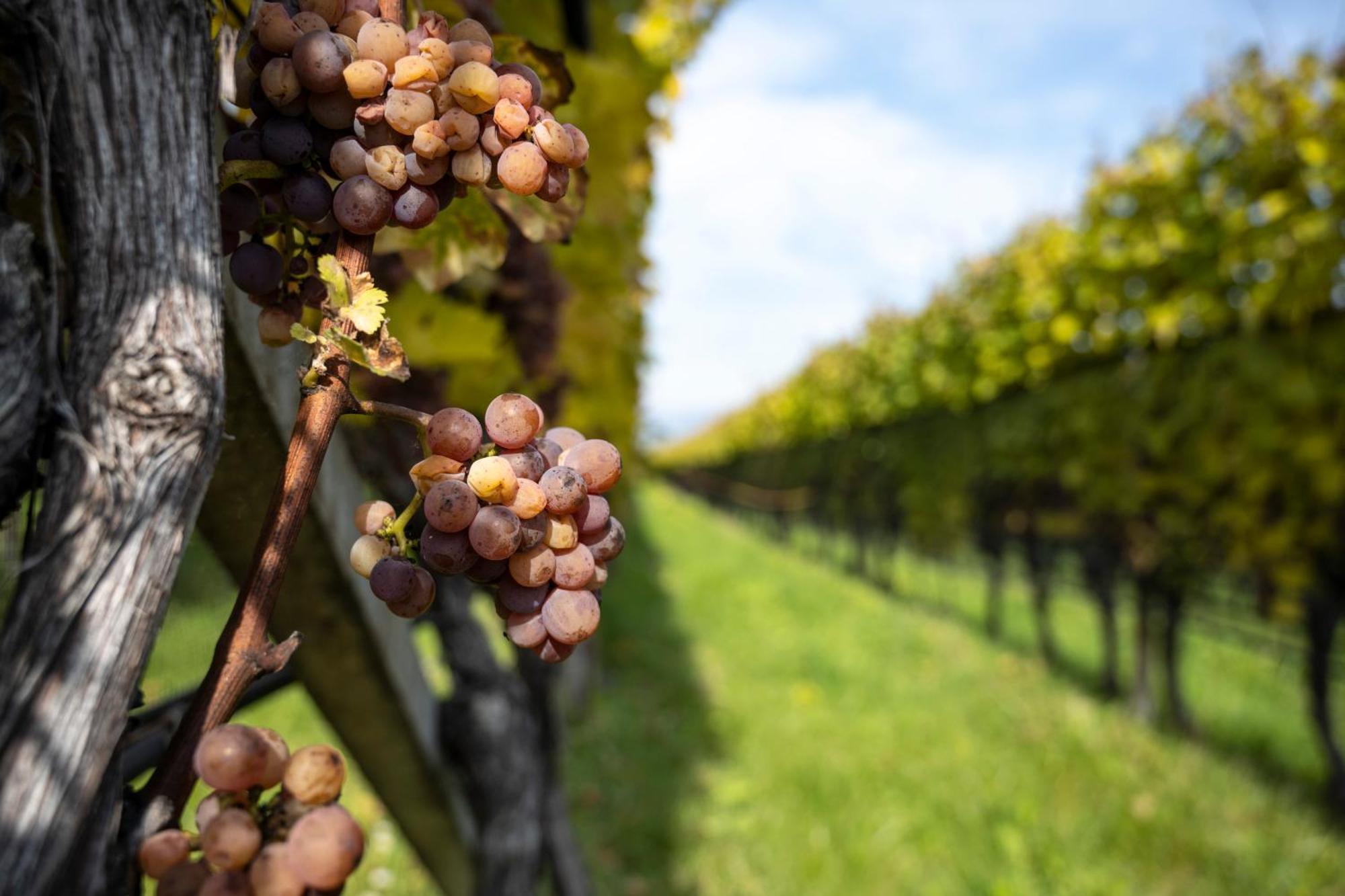 Hotel Girlanerhof Appiano Sulla Strada Del Vino Luaran gambar